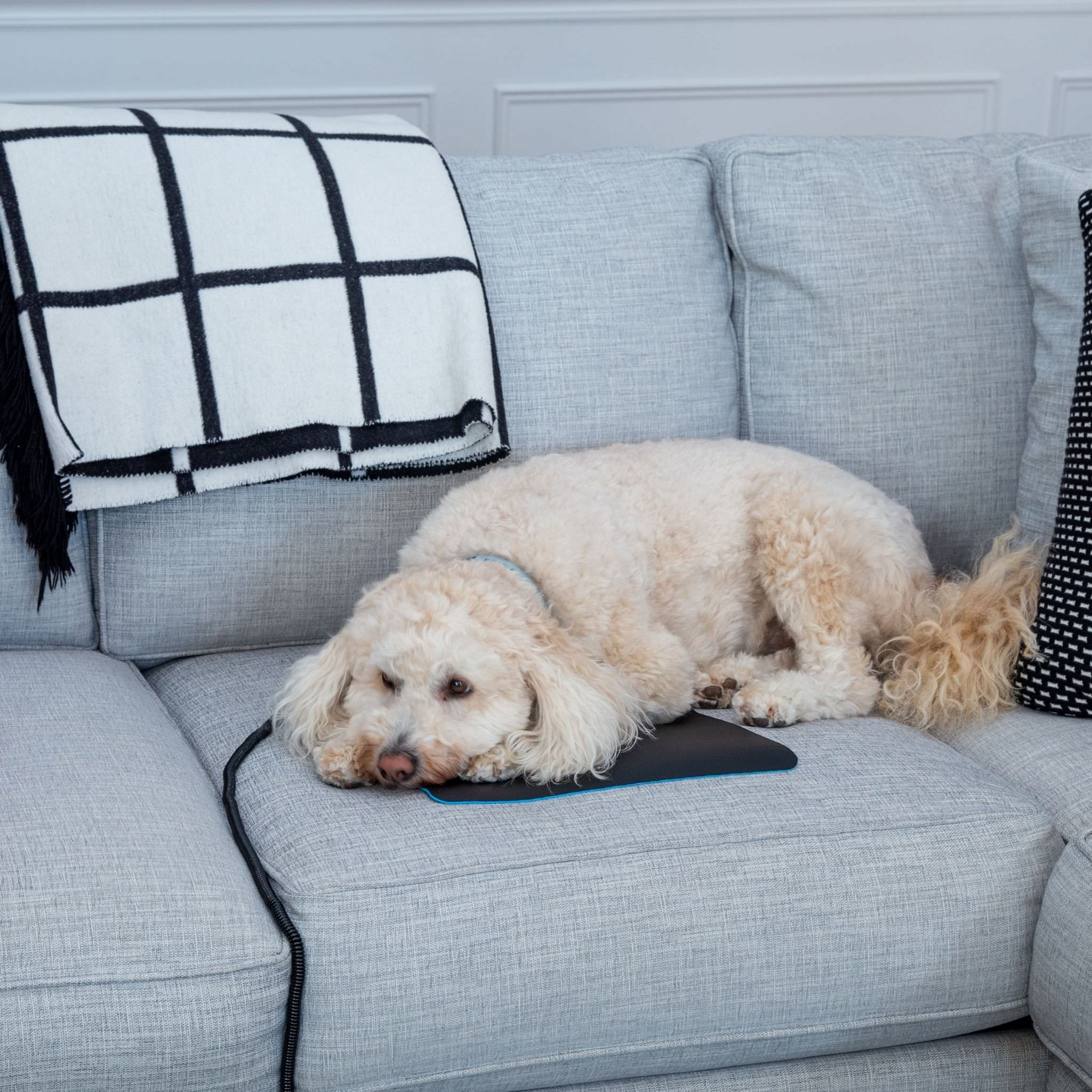 Dogs And Cats Love To Round On The Earthing Chair Mat